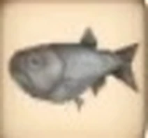 Herring