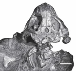 Sauropareion skeleton
