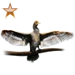 Cormorant