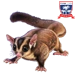 Item sugarglider 02.png