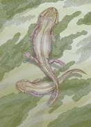 Leptoropha novojilovi