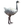 Item albino ostrich 01