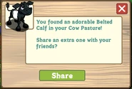 Belted Calf Cow Pasture Message