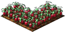 Red Peppers1.png