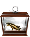 Harlequin Toad.png