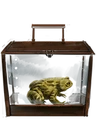 Common Toad.png