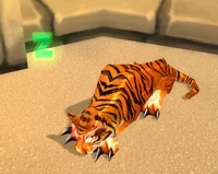 TigerNC