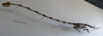 Tanystropheus longobardicus 4