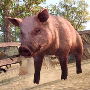 Pig-clean-03