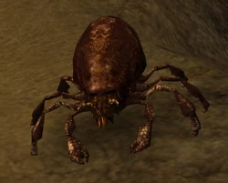Rot mite.jpg