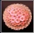 Coral Work