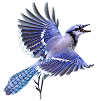 Huge item bluejay 01.png