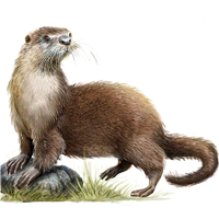Huge item riverotter 01