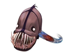 Kongre image player 432 324