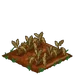 Green Cauliflower withered
