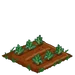 Green Cauliflower 33