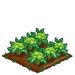 Green Cauliflower 100
