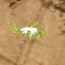 Algae Fel