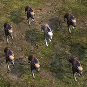 Dire Wolves