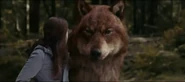 Bella Jacob Wolf