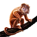 Item javanlangur 01