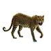Item PersianLeopard 01