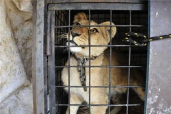 Lion Badge