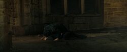 Greyback kills Lavender