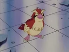 Pidgey de Ash