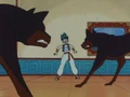 BulmaCornedbyDogs