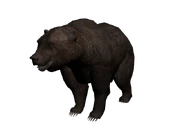 Oso