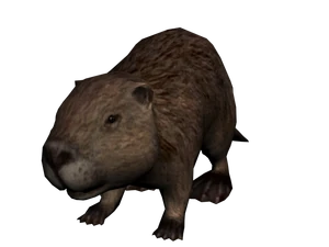 Castor