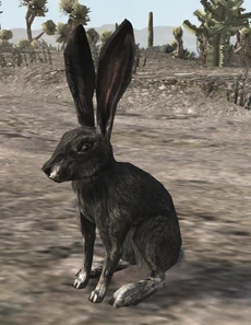 Conejo