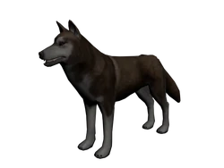 Perro1