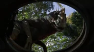 Acceraptor2
