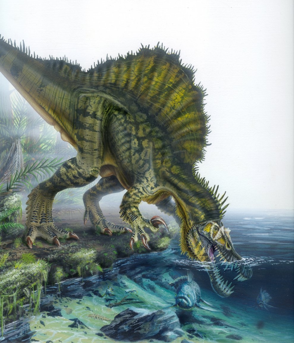 Real Spinosaurus