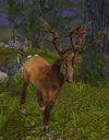 HighlandElk
