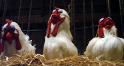 Eyelids-chickens-m11