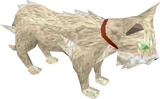 Ali Cat