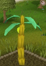 Banana5