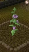 Belladonna5