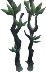 Blood spindle tree