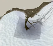 Brine dung tree