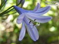 Abflowers3905.jpg