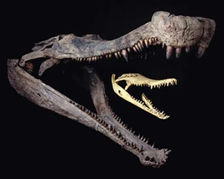 Sarcosuchus_fossils.jpg