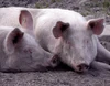 Pigs