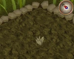 Goutweed1