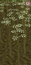 Jute3