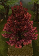 Maple8