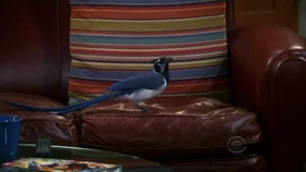 Bird on Sheldon's seat